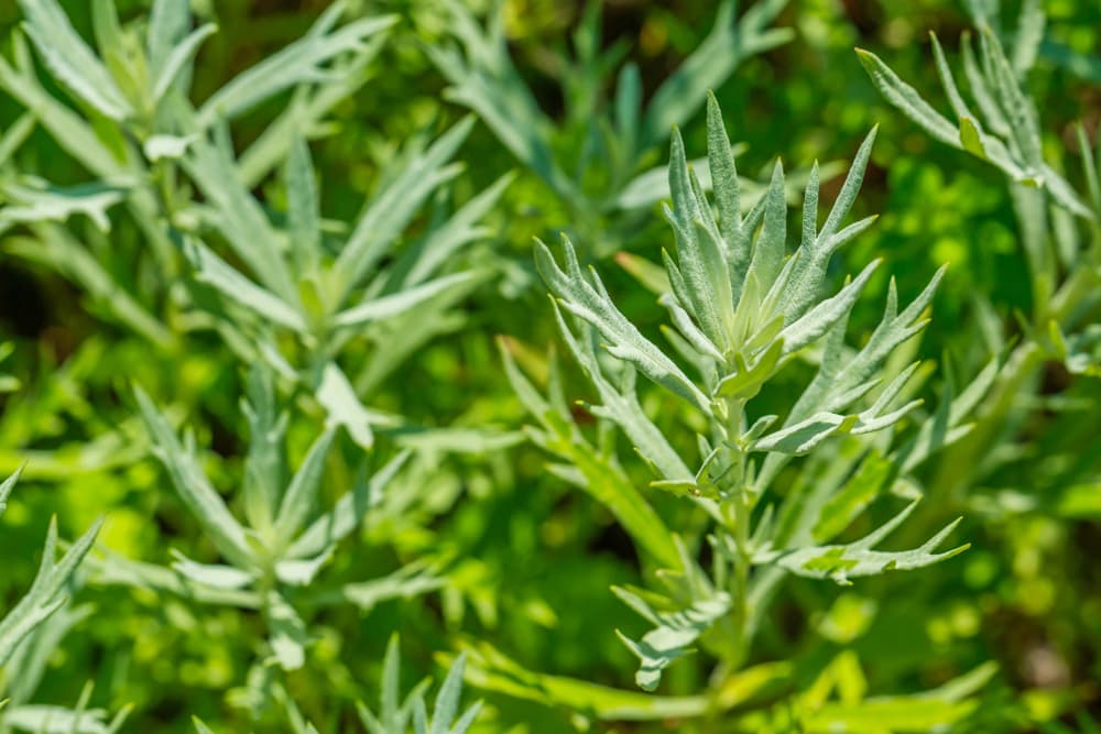 El ajenjo puede purificar y mantener limpio cualquier ambiente cargado de energía tóxica, aunque no hay que abusar de él, sobre todo no consumirlo en grandes dosis porque puede ser letal.