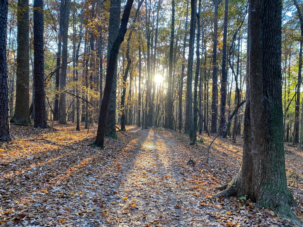 Encuentra más detalles del parque,
<b><a href="https://www.ncparks.gov/state-parks/william-b-umstead-state-park">aquí</a></b>.