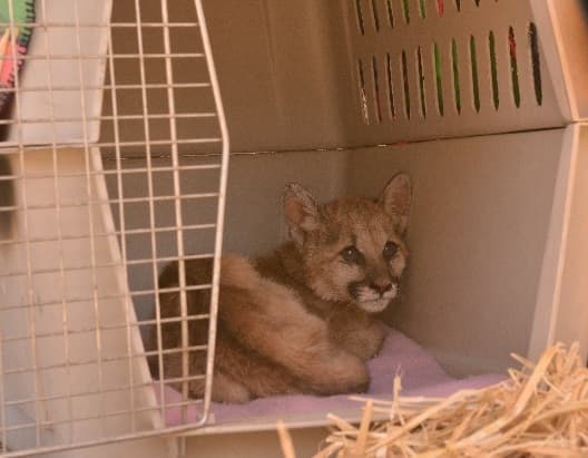 Rescatan gatita montés