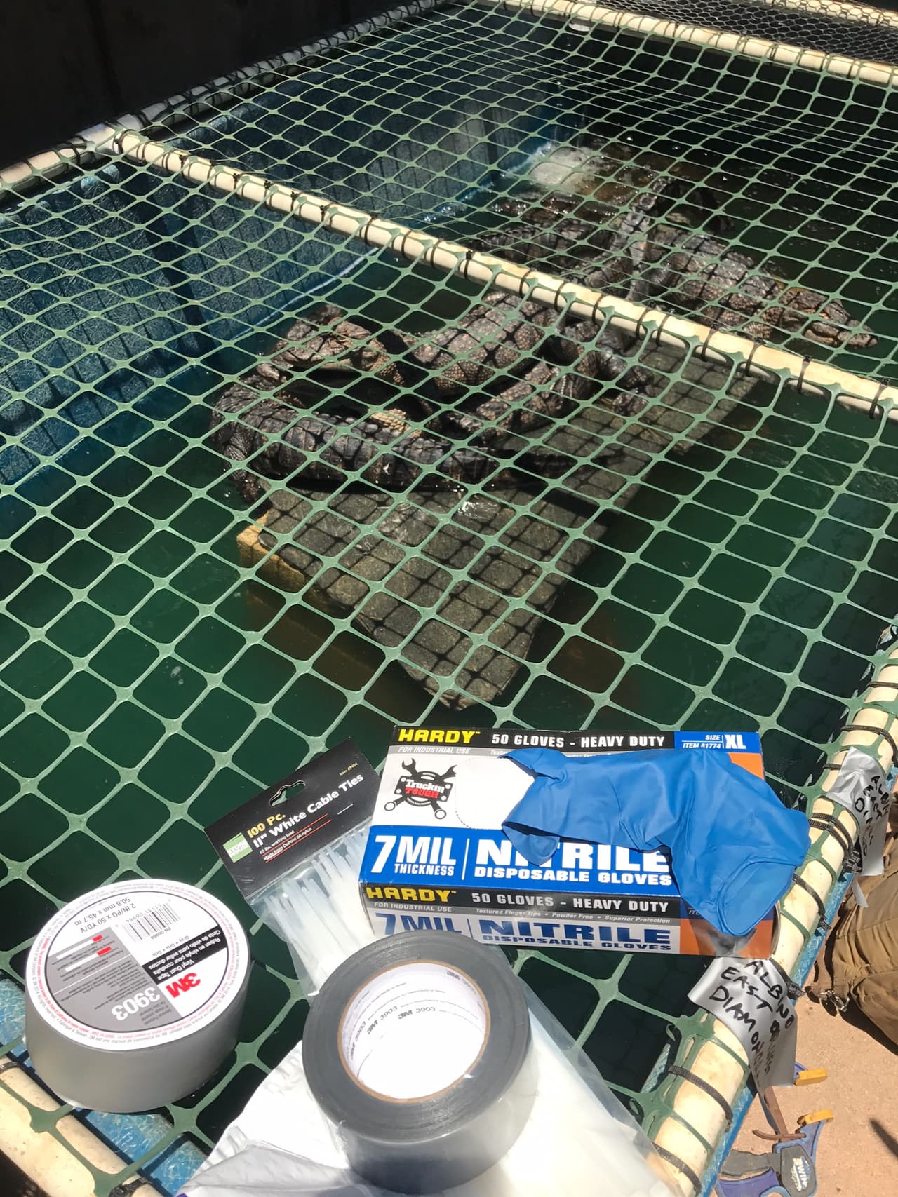 Además de las serpientes, destacan otro tipo de reptiles como iguanas que suelen venderse como mascotas y hasta como alimentación. En este caso no se ha confirmado el destino que iban a tener.