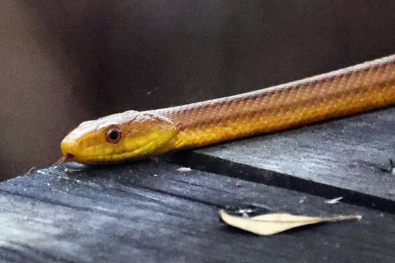 Las altas temperaturas en Georgia están haciendo que muchas personas salgan a pasear en las zonas boscosas en el estado, sin embargo, 
<b>los humanos no somos los únicos. Las serpientes también están saliendo. </b>
<br>
<br>Cuando se trata de serpientes, la mayoría quiere saber las siguientes dos cosas: 
<b>qué hacer si vemos una y cómo saber si es peligrosa.</b>