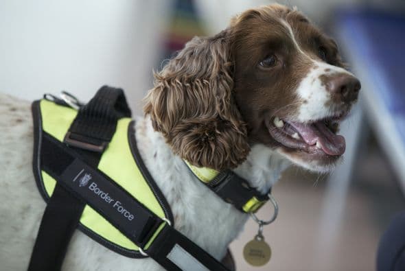 Un viejo Cocker Spaniel que se unió a la policía fronteriza en el 2007 fue capaz de usar su experiencia en olfatear y encontró droga en objetos como laptops, regaderas de pasto y llaves de agua.