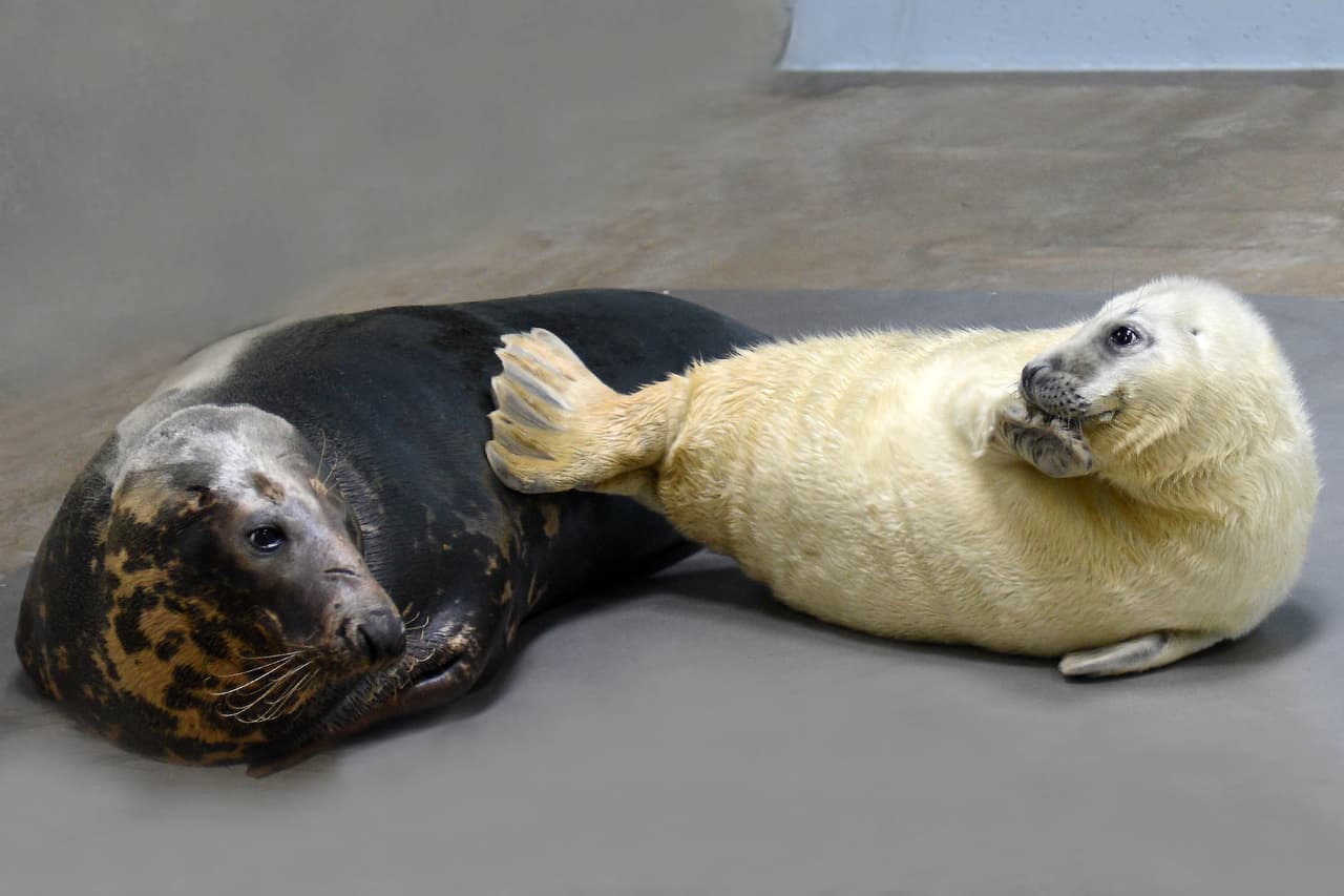 En la naturaleza, las pequeñas foca gris nacen en invierno. Los dos cachorros pesaron 32 y 36 libras al nacer y han aumentado varias libras al día desde entonces, casi triplicando su peso en las primeras dos semanas de vida.