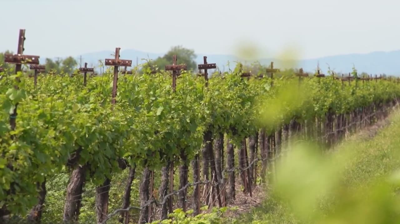 Fertilizantes y gasolina suben por tensión en Irán, y el Valle Central reduce labores agrícolas