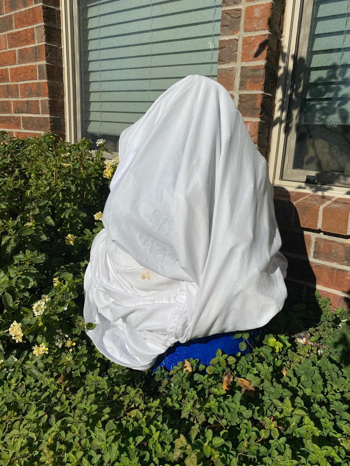 ¿Usted cómo protegió sus plantas? ¡Compártanos sus fotografías!