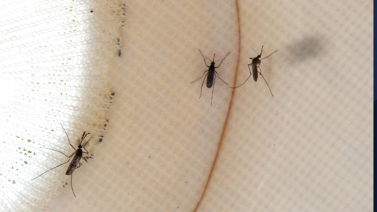 Confirman el primer caso del Virus del Nilo Occidental en el condado Pinal este 2021