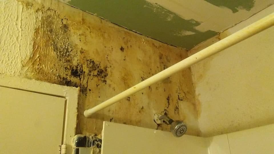 Hongo y moho en paredes