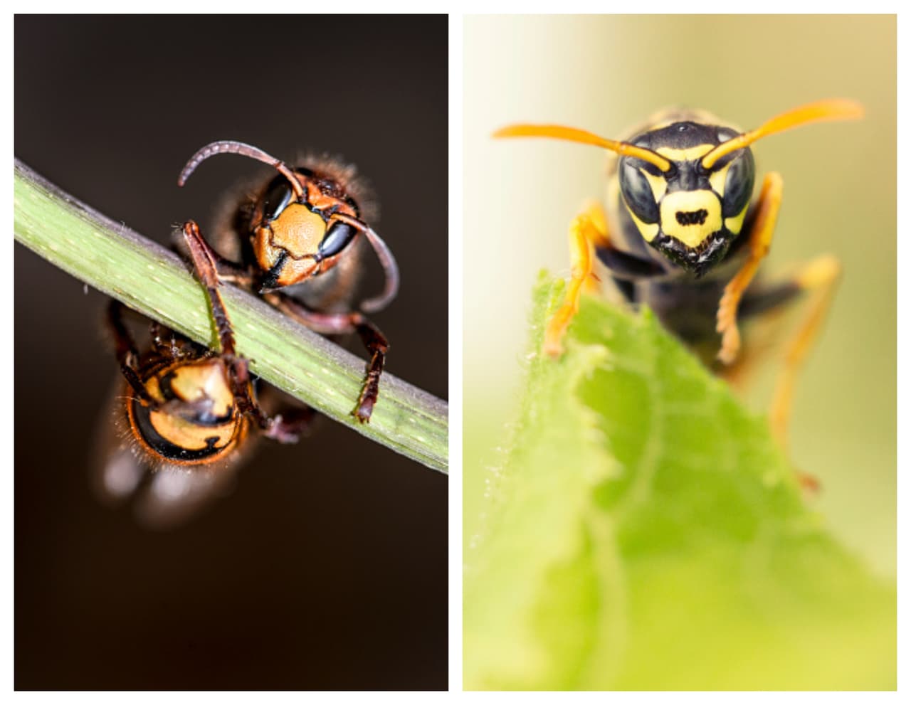 <b>¿Cuál es la diferencia entre el ‘avispón asesino’ y las avispas nativas de Texas?</b>
<br>
<br>El ‘avispón asesino’, cuyo nombre científico es 'Vespa mandarinia' se avistó presuntamente en el estado de Washington. Estos insectos, que miden más de dos pulgadas de largo, son las avispas más grandes del mundo y su picadura puede llegar a matar a una persona si es mordida varias veces.
<br>
<br>No son nativos de Estados Unidos por lo que podría ser preocupante para el ecosistema.
<br>
<br>Las avispas nativas de Texas, dependiendo de su especie, pueden llegar a medir hasta 1.5 pulgadas. En esta galería te explicamos sobre cada especie.
<br>
<br>En la foto a mano izquierda está el 'Japanese Hornet' o el 'avispón asesino' y a mano derecha un "Yellowjacket Wasp". La diferencia está en sus colores y tamaño.