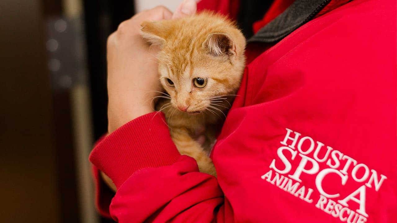 Para poderlo rescatar, se tuvo que poner una trampa a lo largo de la viga donde el gatito entró y pudo ser bajado.
