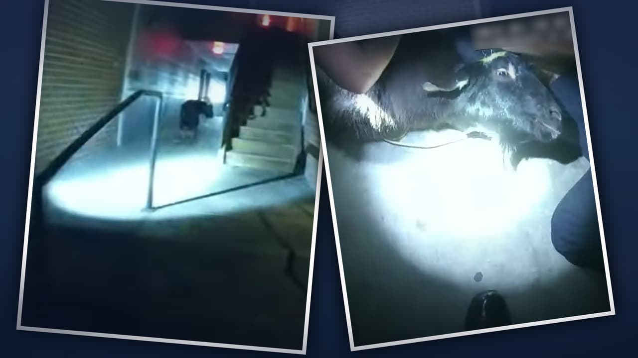 "¿Estás loco?", policía de Florida graba persecución para capturar a una cabra en Florida