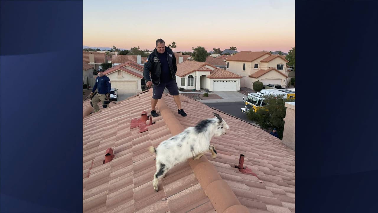 Con ayuda de una escalera, dos bomberos subieron al techo para lograron llegar hasta donde se encontraba el inquieto animal, y rápidamente pudieron asegurarlo.