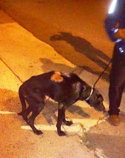 La Policía recibió una llamada notificando que habían tirado un perro desde un tercer piso de uno de los edificios del residencial y lo habían encendido en fuego.