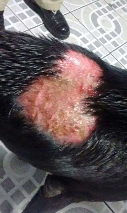 La Policía recibió una llamada notificando que habían tirado un perro desde un tercer piso de uno de los edificios del residencial y lo habían encendido en fuego.