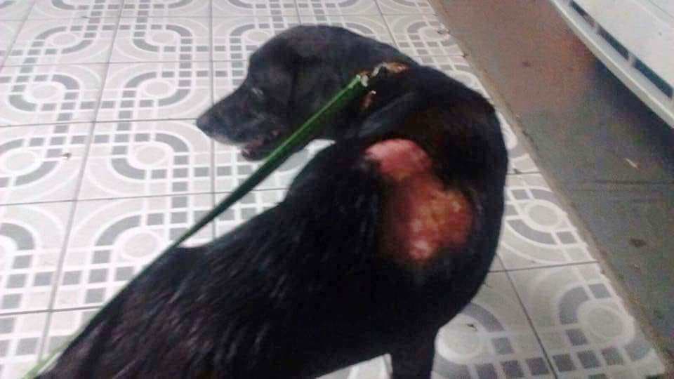 La Policía recibió una llamada notificando que habían tirado un perro desde un tercer piso de uno de los edificios del residencial y lo habían encendido en fuego.