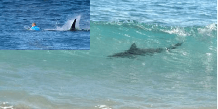 Adolescente es atacada por un tiburón en playa de Florida; "perdería la pierna debido a la mordedura"     