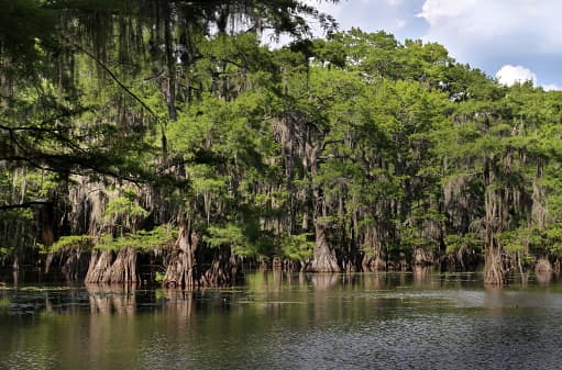 <b>Caddo Lake State Park</b>
<br>Condado Harrison, Texas 
<br>
<br>Este parque tiene uno de los únicos lagos naturales de Texas y ofrece millas de senderos para botes. Es un paraíso para los observadores de aves y las personas que aman la tranquilidad mientras observan la naturaleza.