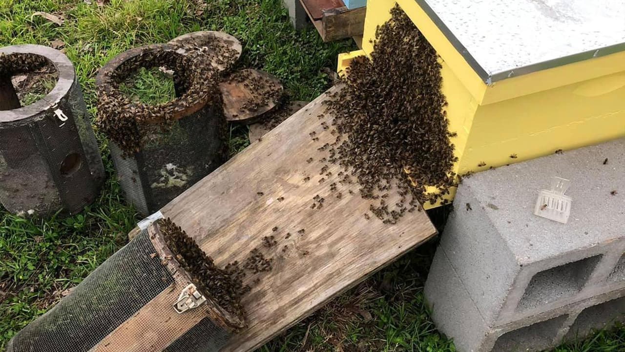 Toda una colonia de abejas fue hallada dentro de la estructura de la casa, algo que el antiguo dueño no les había dicho.