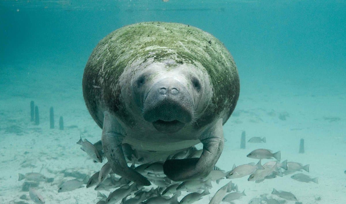 Nadie sabe explicar por qué 30 manatíes han muerto en México en los últimos meses