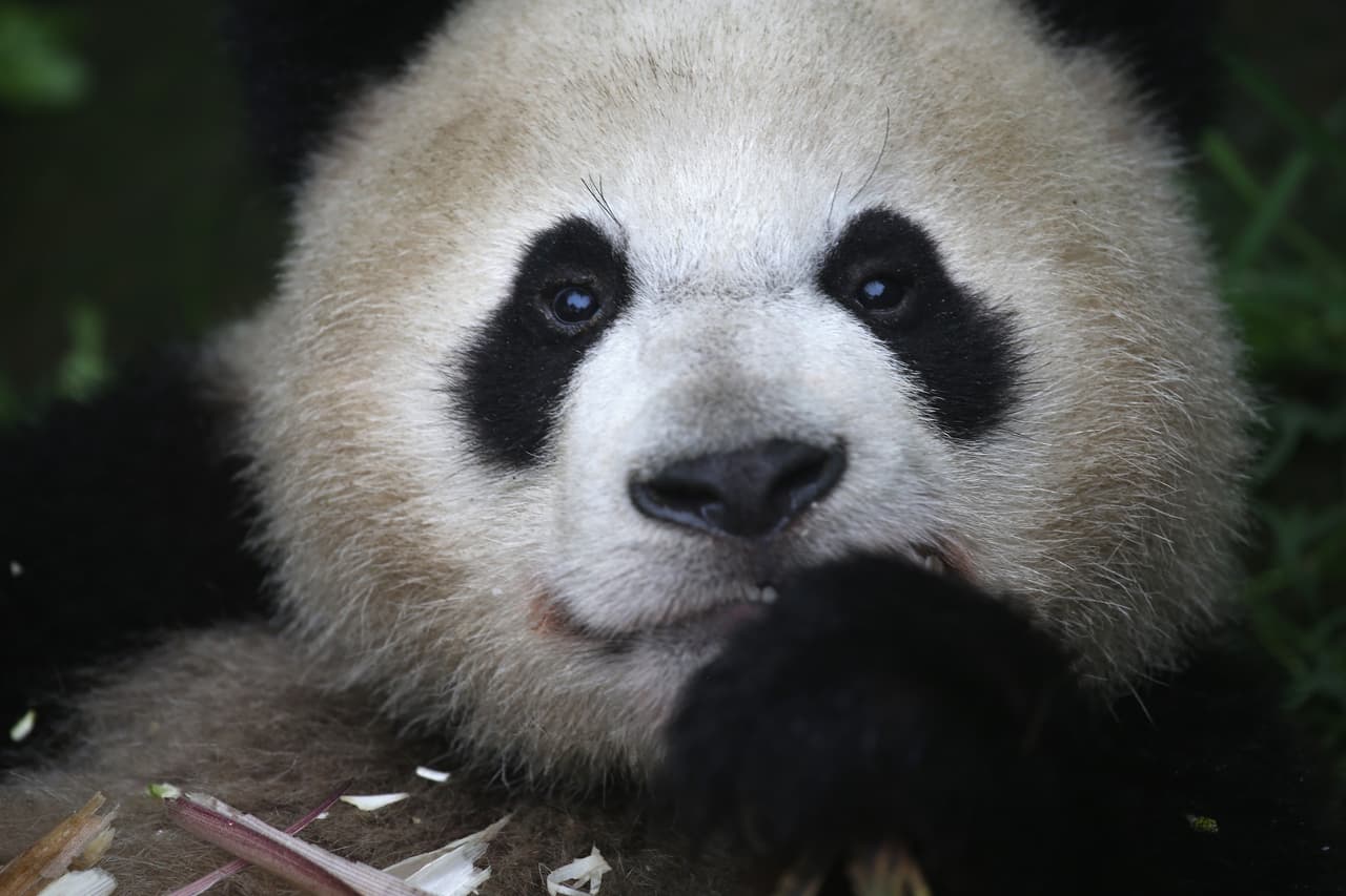 YA'AN, CHINA - JUNE 29: A giant panda eats bamboo at a panda research base on June 29, 2015 in Ya'an, China. China's Sichuan province is home to the majority of the the world's nearly 1,900 endangered giant pandas. (Photo by John Moore/Getty Images)