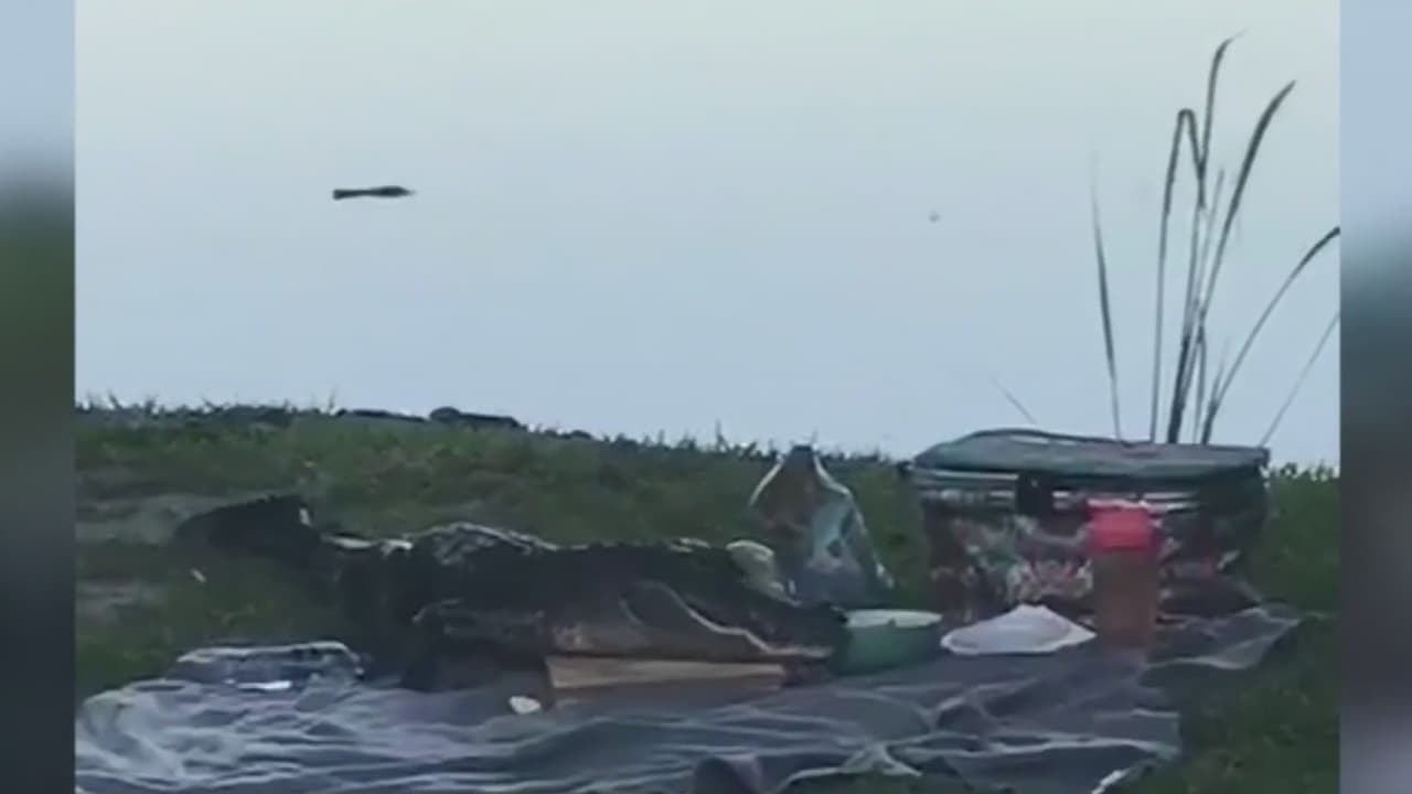 Un picnic romántico se convirtió en el almuerzo de un caimán