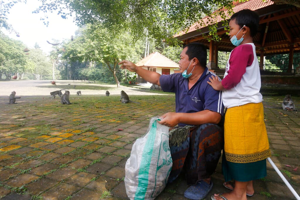 La pobladora Gustu Alit teoriza que, más que tener hambre, los macacos se aburren, ya que en condiciones normales pasarían todo el día interactuando con los visitantes, ya fuese 'robándose' gafas y botellas de agua o sentándose sobre sus hombros.