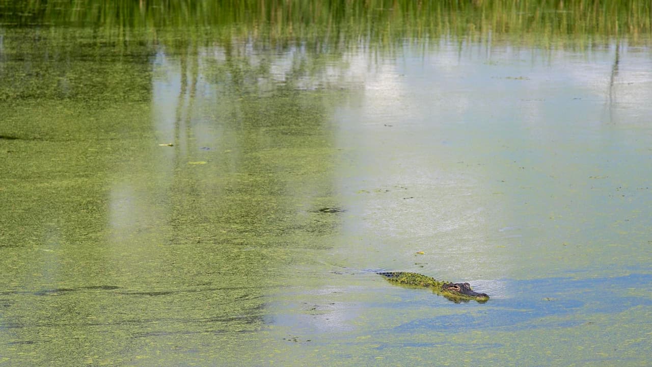 Al estar llenos de caimanes, hay ciertas normas que las autoridades del parque recomiendan a los visitantes.