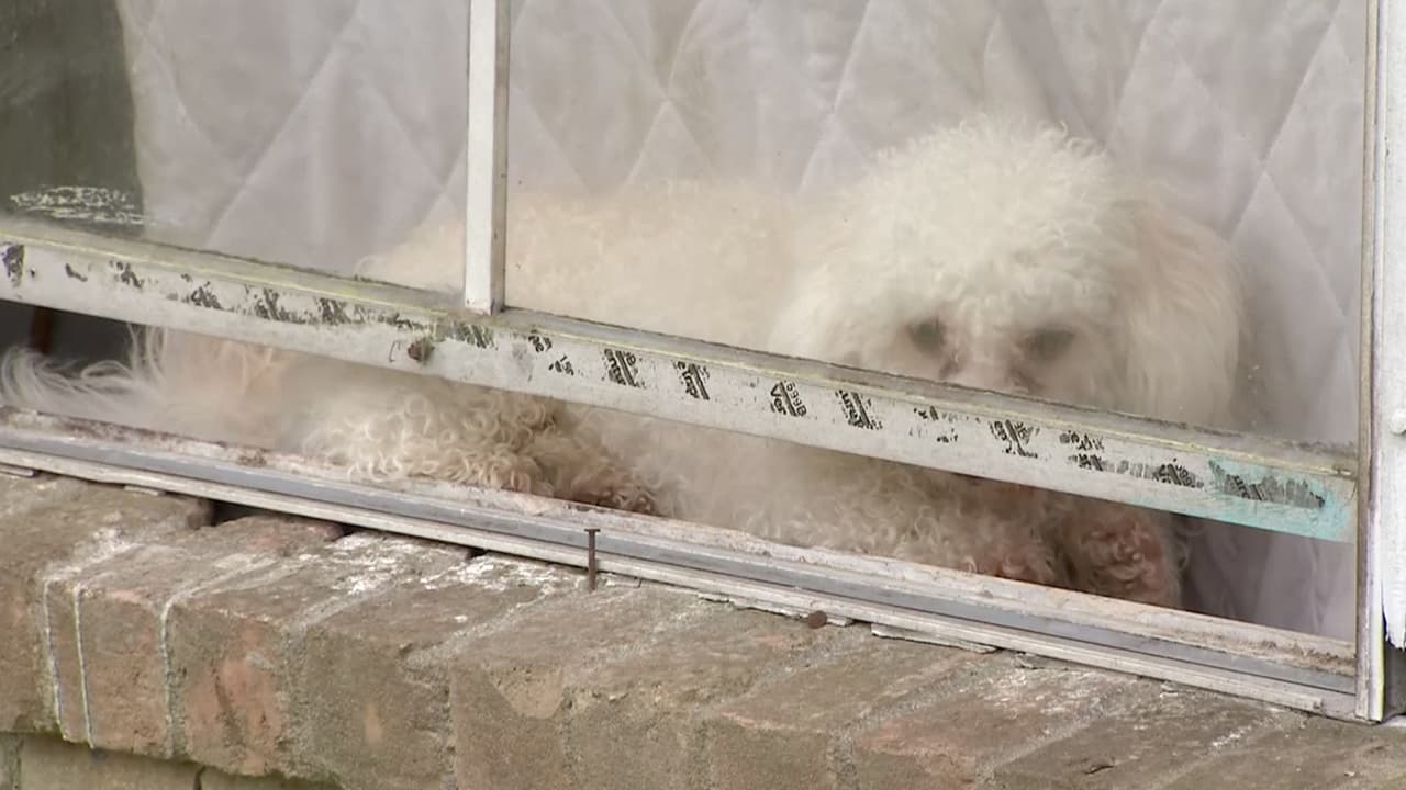 Después de los disparos, 
<a href="https://www.univision.com/local/houston-kxln/un-cobarde-que-se-entregue-madre-de-diamond-alvarez-da-indicios-de-quien-pudo-asesinarla-video">'Peanut', el perro que Diamond</a> había salido a pasear, recorrió cuatro cuadras solo y regresó a la casa con las patas ensangrentadas. La familia indica que esto los advirtió sobre lo ocurrido.