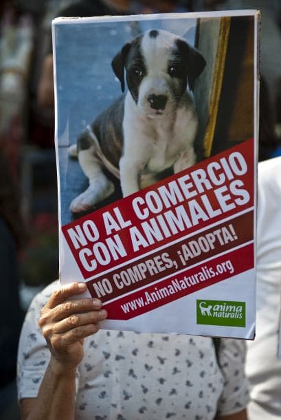 Previo al Día de Reyes se realizó esta protesta y de hecho fue un motivo por el cual la organización AnimaNaturalis la llevó a cabo puesto que aseguran que en estos días se intensifica el negocio 'irresponsable' de venta de mascotas. Los padres de familia a petición de sus pequeños adquieren animales como el mejor regalo y no toman en cuenta aspectos importantes para la vida del animal, dijeron los activistas.