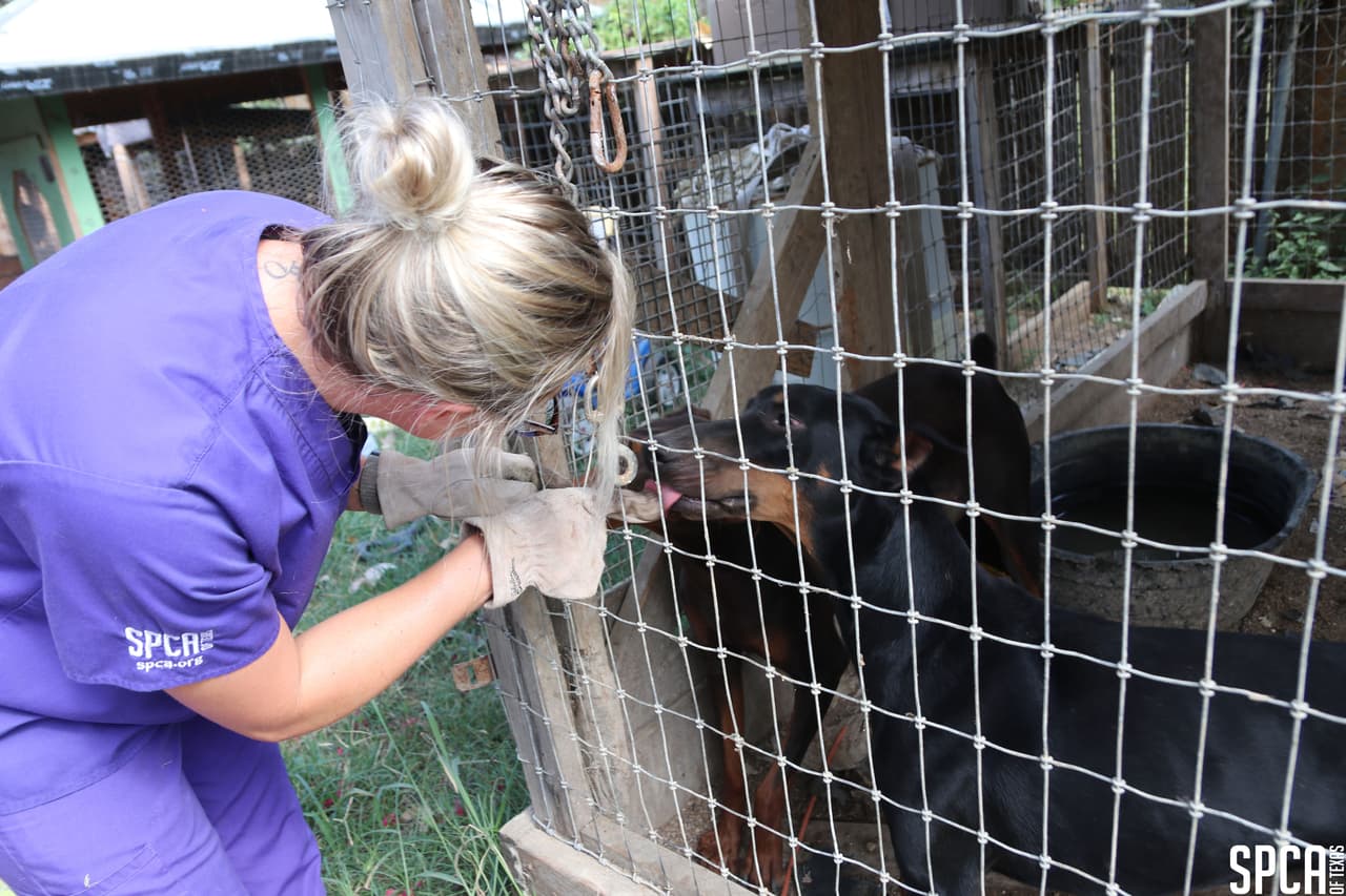 Perros de gran tamaño se encontraban enjaulados y mal nutridos.
