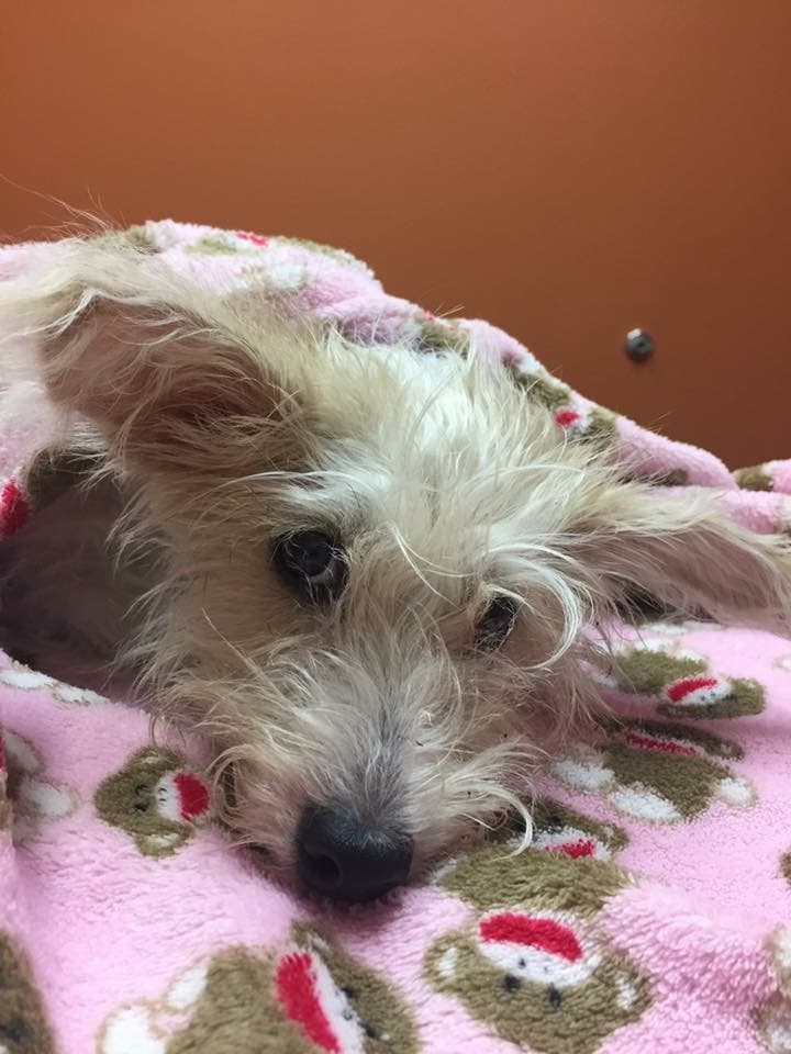 Coleman, que según fuentes policiales citadas por el medio, participó en una discusión con un hombre y una mujer que eran dueños del perro, fue acusado de crueldad con animales, un delito que puede ser castigado con hasta un año de cárcel.