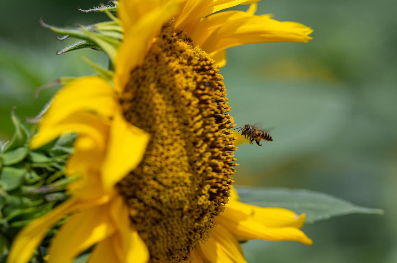 Miles de girasoles florecerán formando un laberinto durante la primavera.