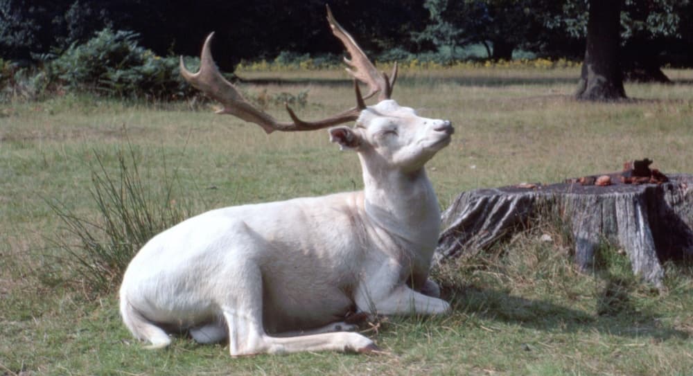 Algunos ciervos albinos tiene problemas de visión