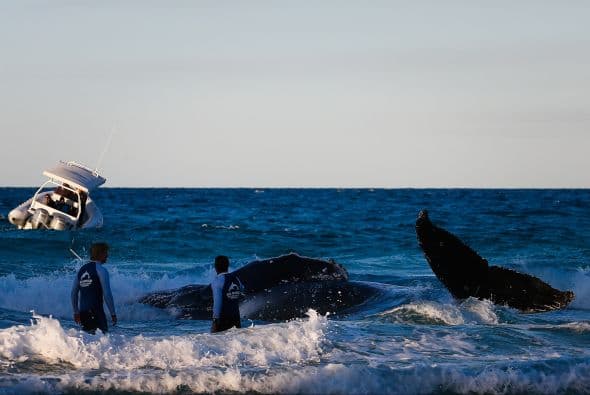 Aunque el rescate de la ballena de dos años de edad tuvo que esperar hasta el otro día ya que se obscureció y fue imposible liberarla.