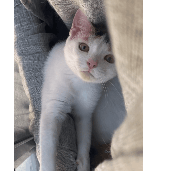 Rosa Amelia Hernández nos presenta a Panini, un hermosos y travieso gatito.