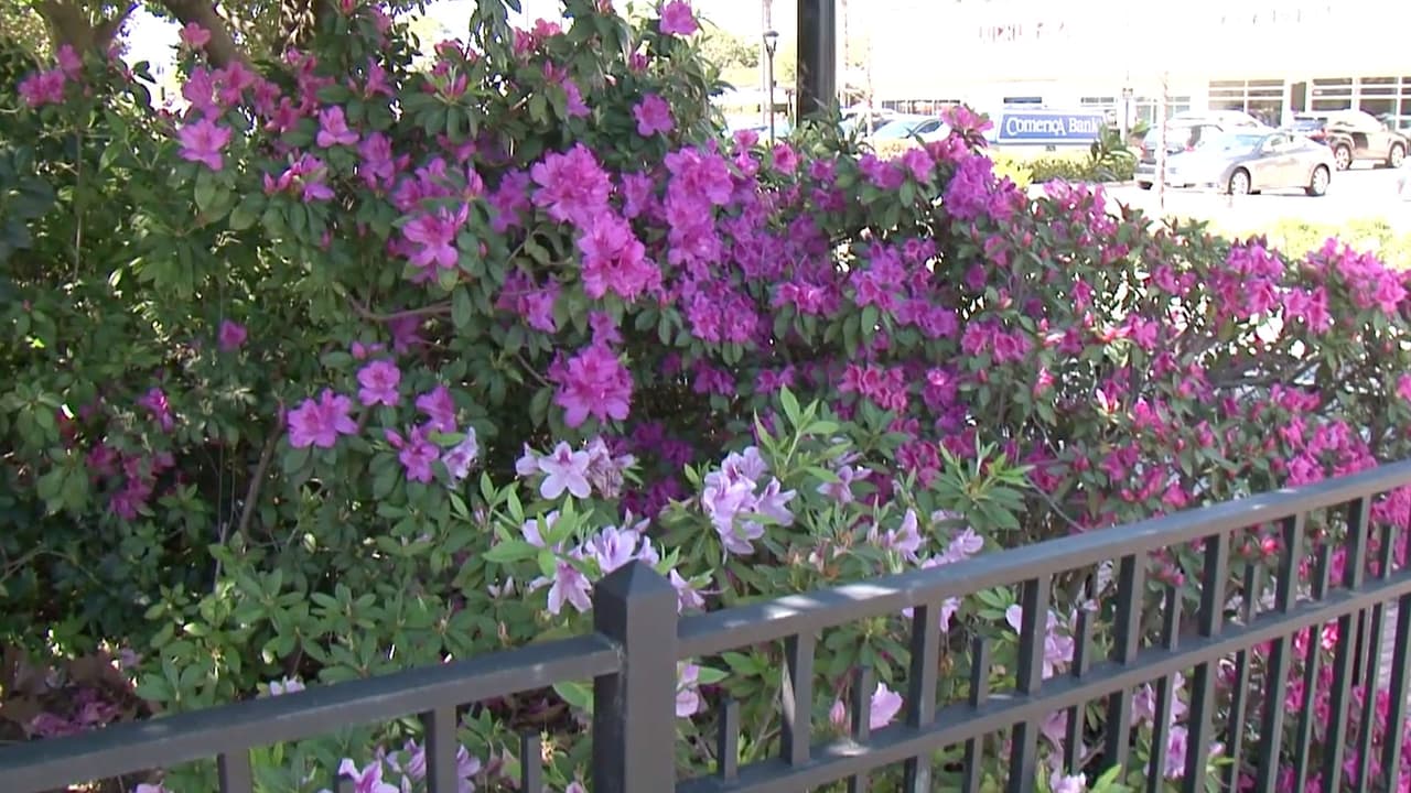 El corte del listón se lleva a cabo en la entrada de Lazy Lane de Bayou Bend.