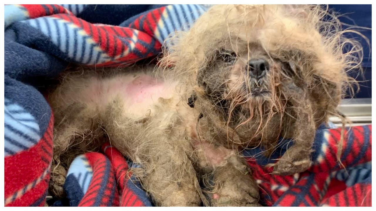 Crueldad animal: buscan a responsables de lanzar sobre una valla a una perrita malherida 