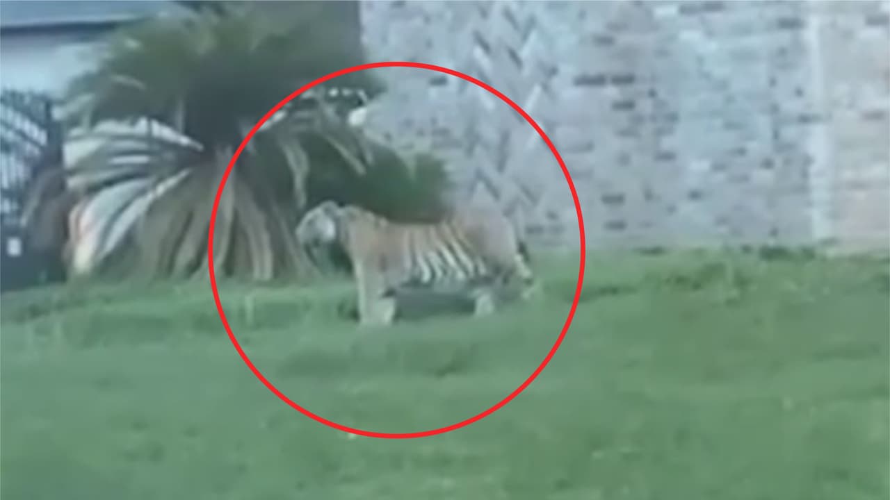 Un 
<b><a href="https://www.univision.com/local/houston-kxln/tigre-houston-victor-hugo-cuevas-sospechoso-arresto">tigre fue visto deambulando</a></b> por una colonia en Houston. Las autoridades iniciaron la búsqueda de un hombre hispano de aproximadamente 28 años, dueño del felino que generó pánico entre la comunidad al pasearse solo y con un collar de mascota por el área.