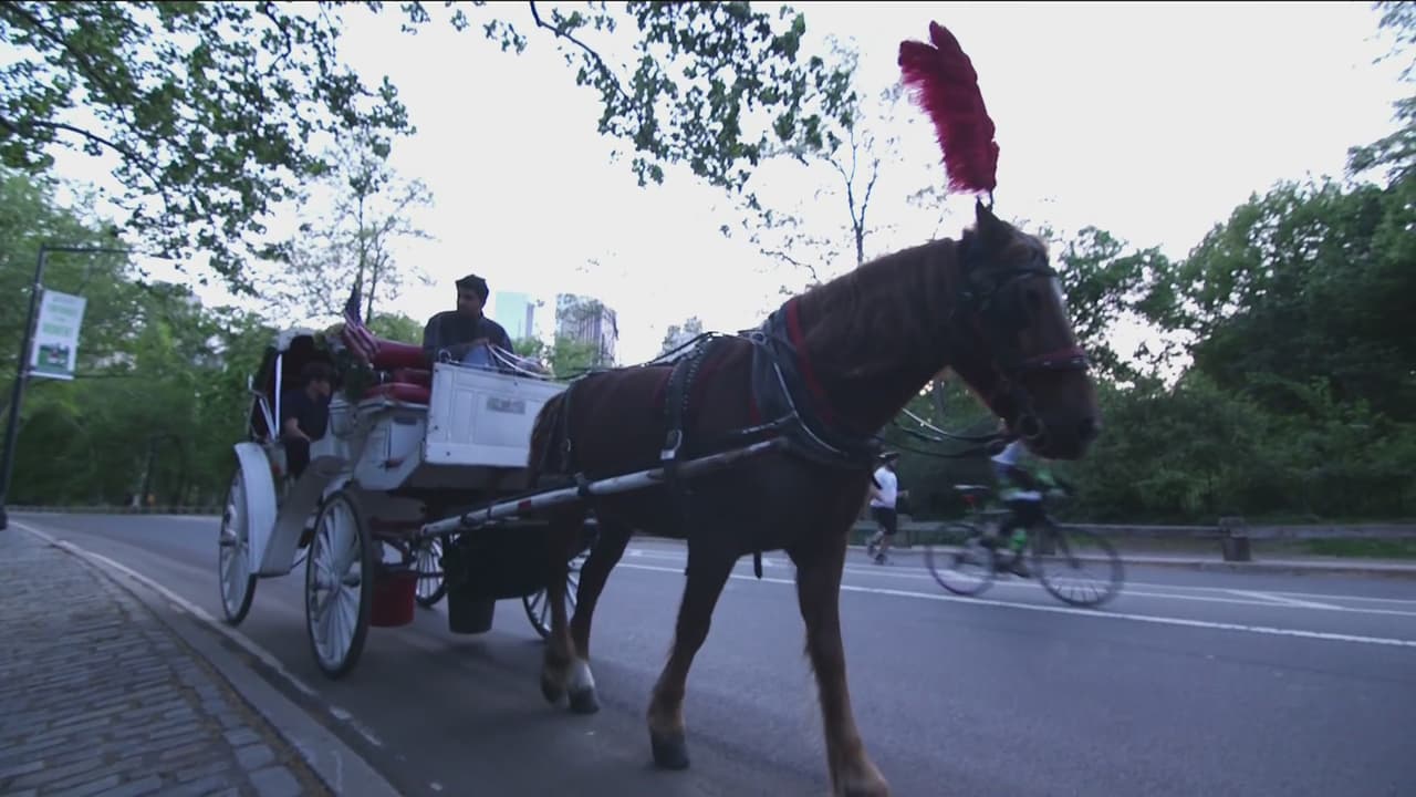 Para terminar esta aventura en 'la gran manzana', Roger, Fernanda y Danilo visitaron el famoso Central Park.
