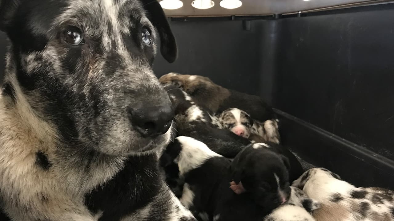 También 10 perros y cuatro cachorros en malnutrición.