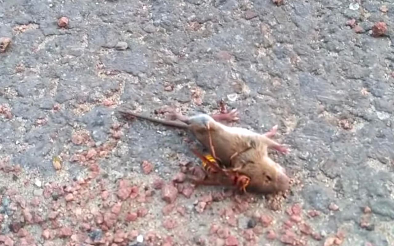 Ante el anuncio de la llegada de los "avispones asesinos" a EEUU, se viraliza video del ataque de una avispa a un ratón