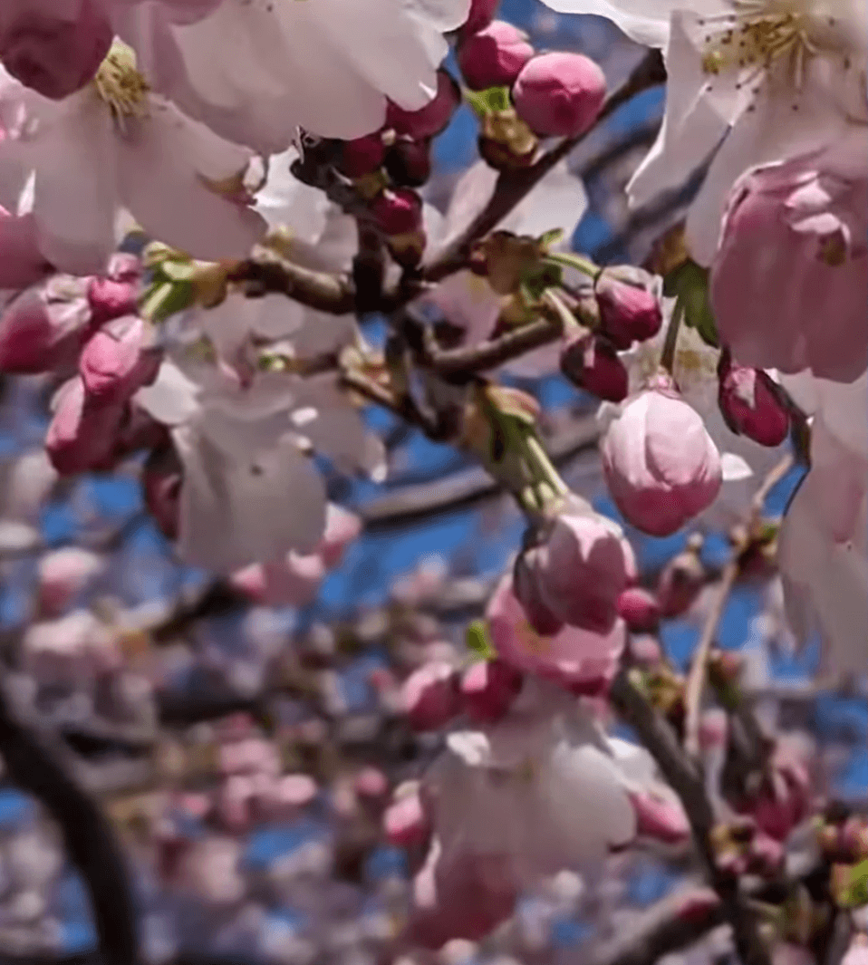Como parte de esta celebración, en 2026 se llevarán a cabo diversos eventos culturales, entre ellos :
<br> 
<br>🌸
<b>25 de abril (13:00–15:00): Hanami (observación de cerezos en flor)</b>
<br> 
<br>🌸
<b>5 de mayo (10:00–11:00): Día del Niño (Kodomo no Hi)</b>
<br> 
<br>🌸
<b>6 de agosto (19:00–23:00): Ceremonia de linternas Toro Nagashi</b>
<br> 
<br>🌸
<b>Próximamente: Festival de observación de la luna (Tsukimi Chicago)</b>
<br>