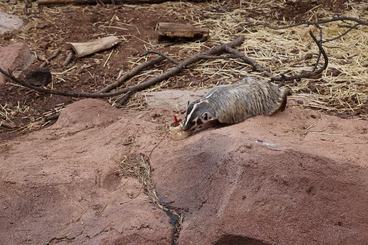 Desde los grandes a los más pequeños se unieron a la "fiesta".