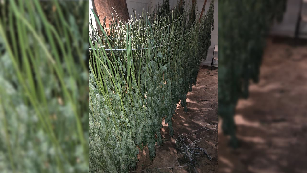 Autoridades del condado de Merced piden reportar el avistamiento de cultivos que pudieran ser ilegales.