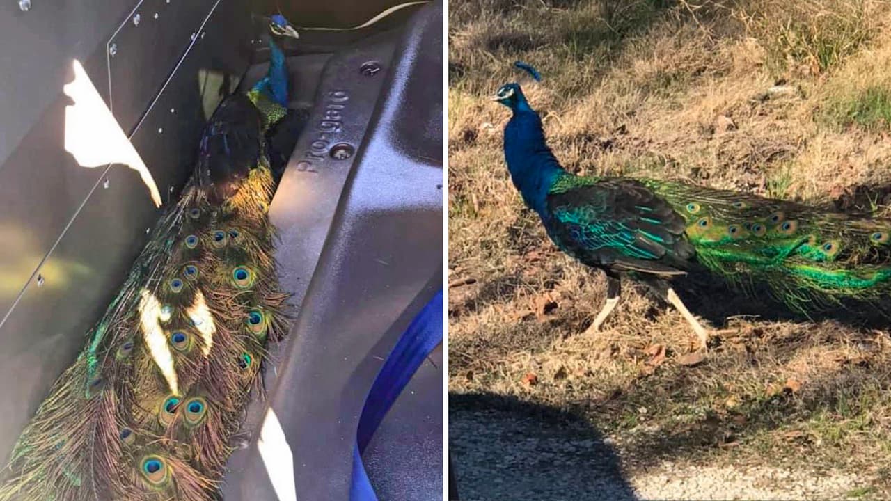 Pavo real en la vía: así reaccionan oficiales en Houston ante la inesperada situación