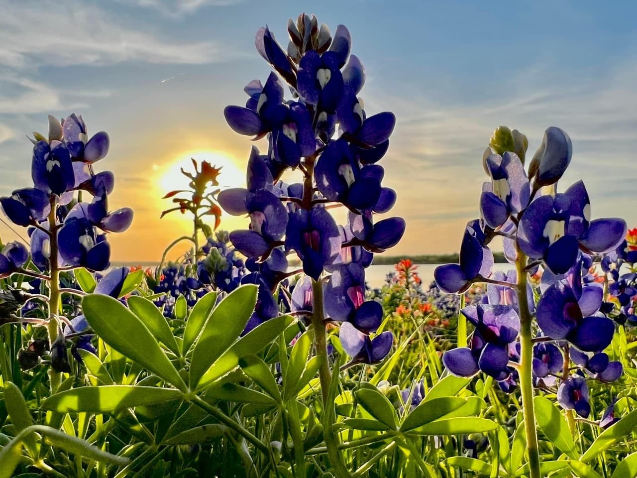 Los bluebonnets son conocidos como “la flor de Texas” y suelen aparecer en la primavera, a finales de marzo y durante el mes de abril.