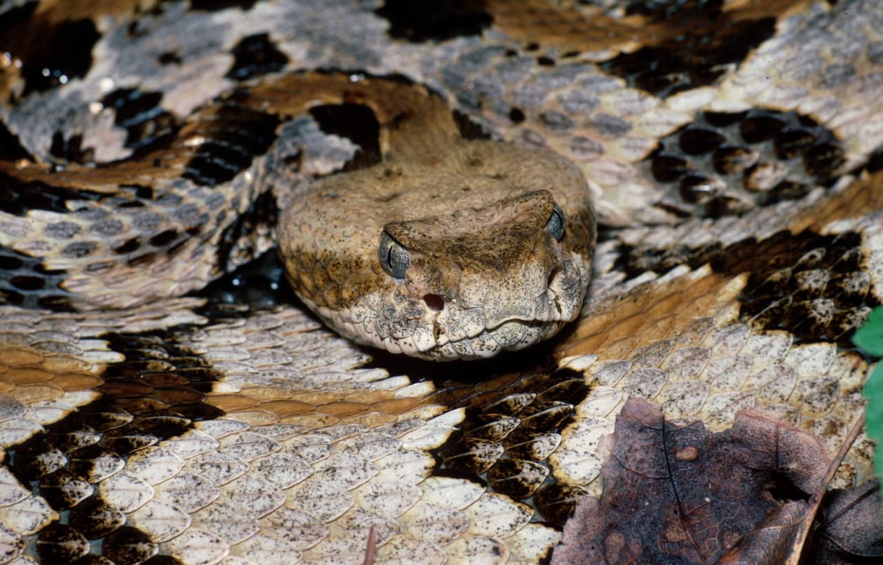 <b>Timber Rattlesnake</b>. Las serpientes de cascabel de madera son serpientes grandes y de cuerpo pesado que se caracterizan por bandas cruzadas oscuras o galones sobre un fondo más claro. Esta especie generalmente tiene una cola negra, pero existe una variación considerable en el color general de las serpientes individuales. En las montañas, las cascabel de madera suelen ser de color amarillo, gris oscuro o, a veces, casi negro sólido. En el Piamonte y la llanura costera, las cascabel de madera, o "cañaverales", como se les conoce, tienen un color de fondo rosado y, a menudo, una raya marrón o naranja que corre por la mitad de la espalda.