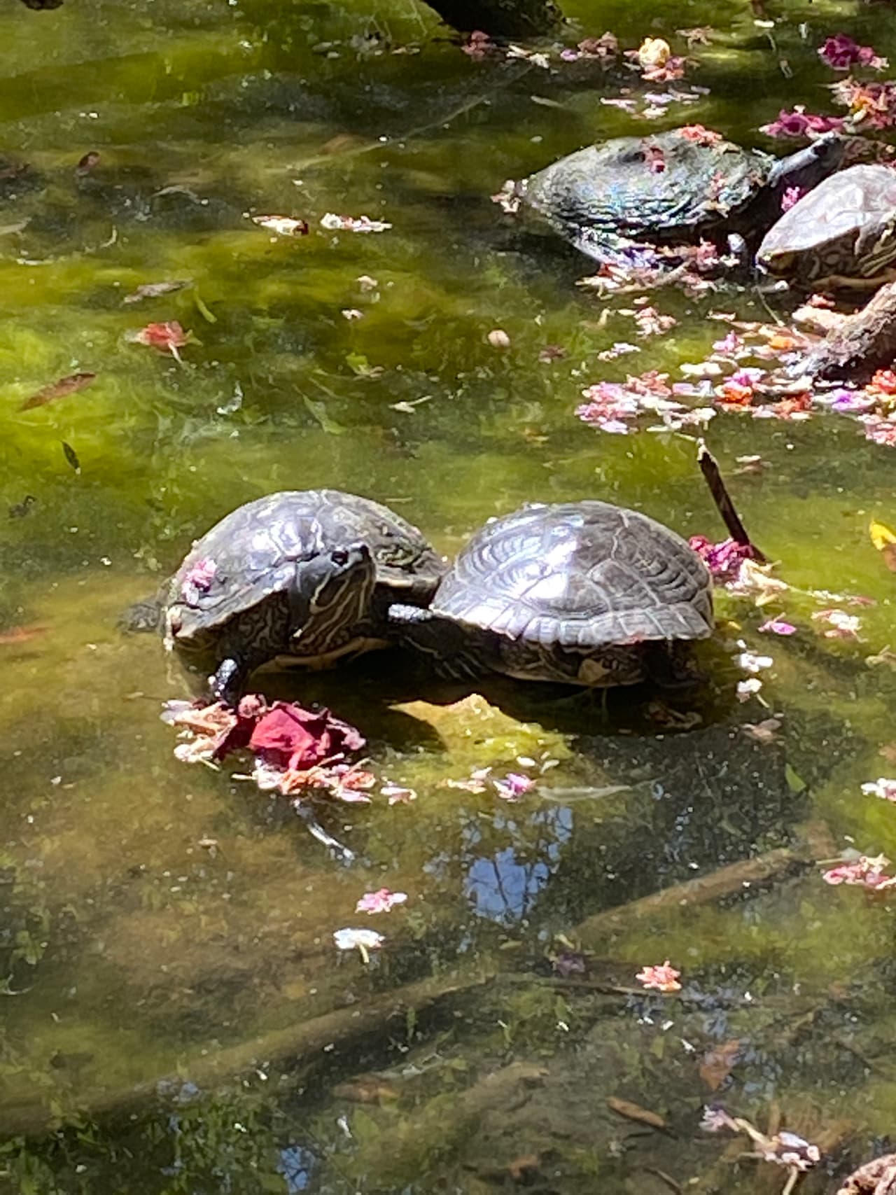 En el reservorio tendrás varias opciones y todas serán hermosos escenarios para tus fotografías.