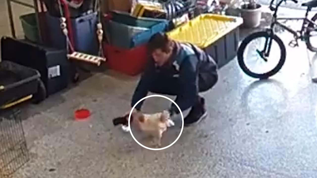 Repartidor de Amazon tiene que lidiar con un pollo mientras hace una entrega en Minooka, Illinois