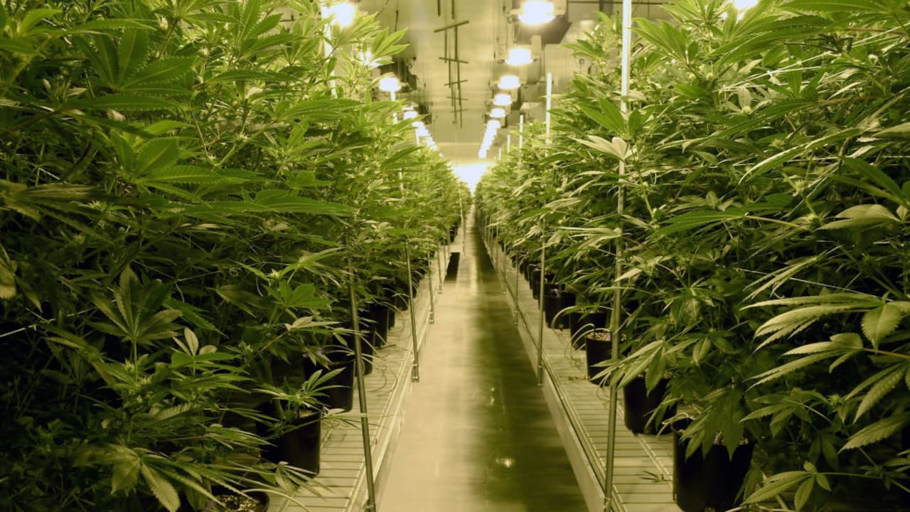 Recogen firmas en el sur de Florida para poder votar sobre la legalización de la marihuana recreativa