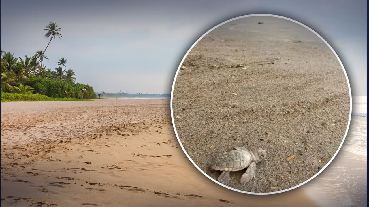 Hallan rara tortuga bebé con "desviación genética"    
